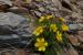 fiori montagna