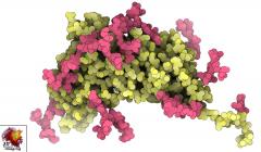 protein image