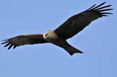 Pubblicato su Nature studio sulla migrazione del Nibbio bruno