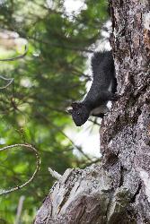Scoperta una nuova specie di mammifero esclusiva dell'italia: lo scoiattolo meridionale Scoperta una nuova specie di mammifero esclusiva dell'italia: lo scoiattolo meridionale