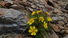 fiori montagna