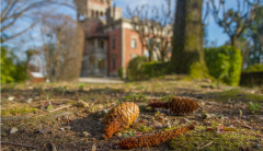 pigna in primo piano con sfondo città di Varese