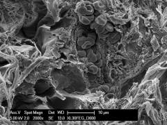 Microfotografia di un vaso sanguigno