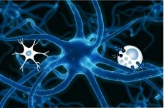 Neuroscienze