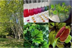 Plants