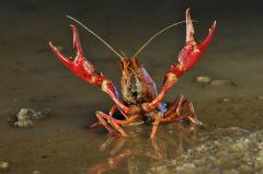 Procambarus