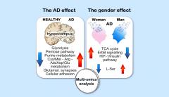 Rappresentazione grafica delle alterazioni nel metabolismo del cervello_ differenze tra uomini e donne nell’invecchiamento