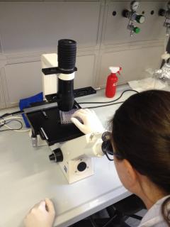 Studentessa al microscopio