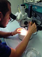 Studente del corso al microscopio