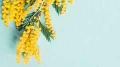 mimose