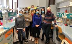 Lab Busto